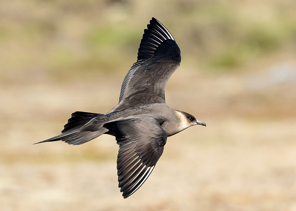 Arctic Skua Stercorarius parasiticus