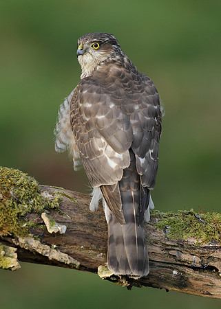 Sparrowhawk Accipiter nisus
