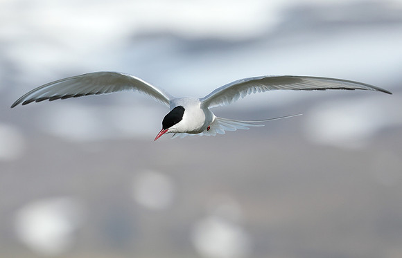 Arctic Tern Sterna paradisaea