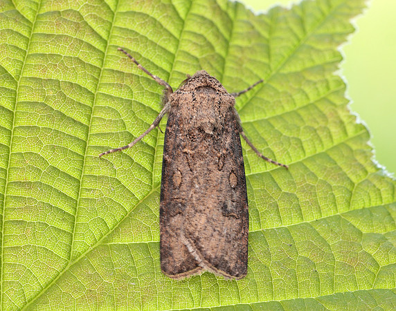 73.319 BF2087 Turnip Moth Agrotis segetum