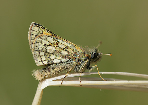 Chequered Skipper Carterocephalus palaemon