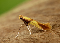 15.008 BF286 Caloptilia alchimiella
