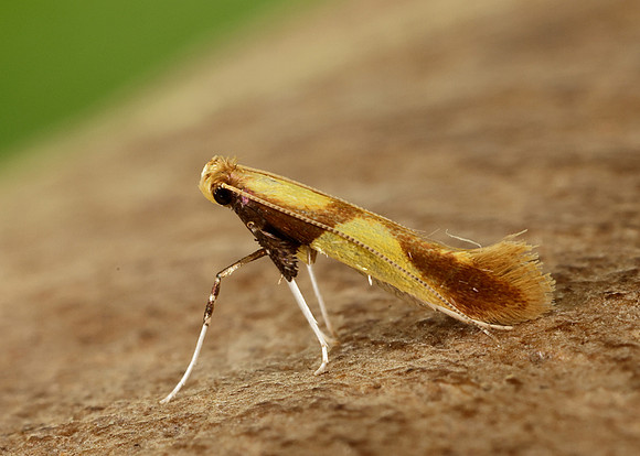15.008 BF286 Caloptilia alchimiella