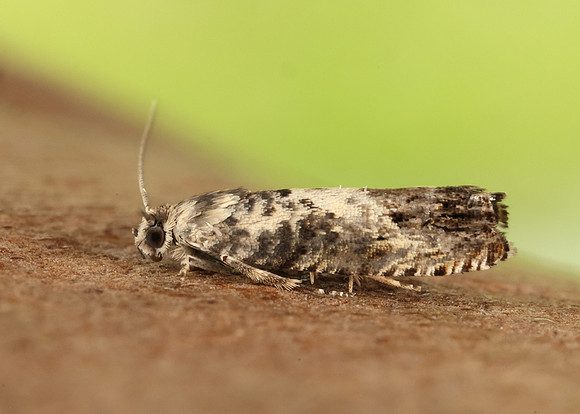 49.367 BF1236 Pammene fasciana