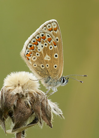 Common Blue Polyommatus icarus