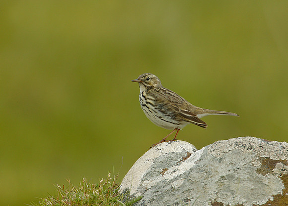 Meadow Pipit Anthus pratensis