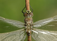 Common Hawker Aeshna juncea