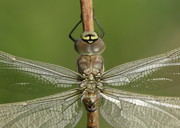 Common Hawker Aeshna juncea