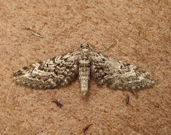 70.168 BF1846 Narrow-winged Pug Eupithecia nanata