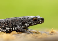Great Crested Newt Triturus cristatus;