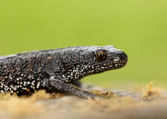 Great Crested Newt Triturus cristatus;