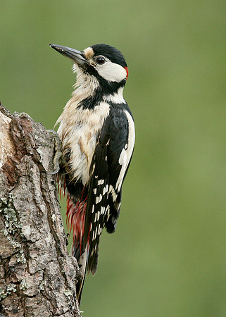Great Spotted Woodpecker Dendrocopus major