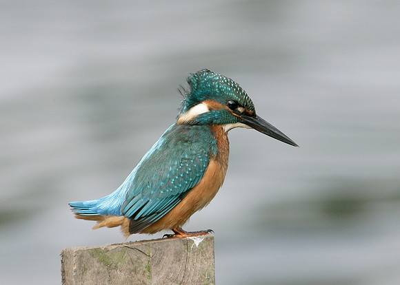Kingfisher Alcedo atthis