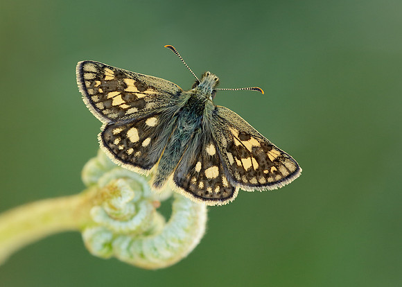 Chequered Skipper Carterocephalus palaemon