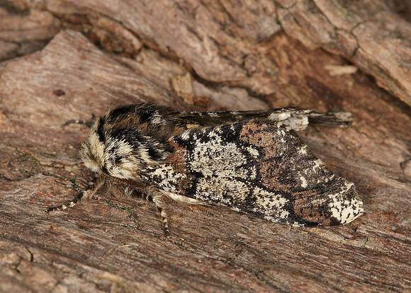 70.251 BF1930 Oak Beauty Biston strataria
