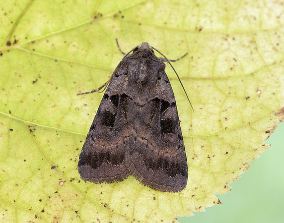 73.354 BF2131 Square-spotted Clay Xestia stigmatica