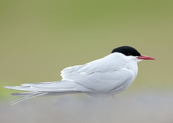 Arctic Tern Sterna paradisaea