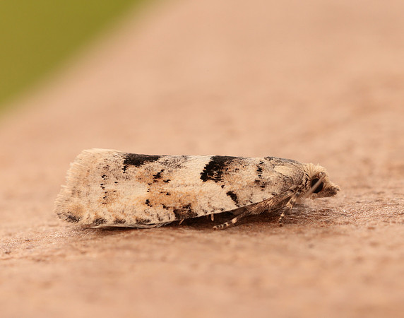49.254 BF1133 Epinotia bilunana