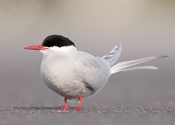 Arctic Tern Sterna paradisaea