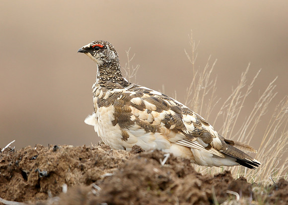 Ptarmigan Lagopus mutus
