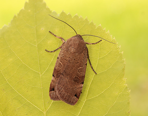 73.344 BF2108 Lunar Yellow Underwing Noctua orbona