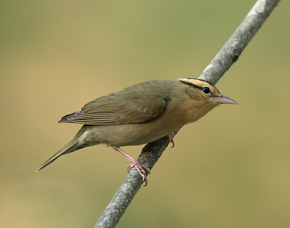 Worm-eating Warbler Helmitheros vermivorum
