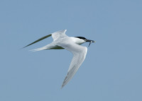 Sandwich Tern Sterna sandvicensis