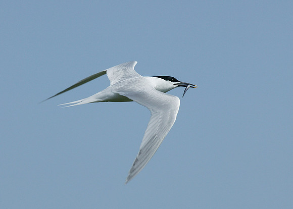 Sandwich Tern Sterna sandvicensis