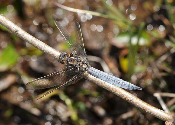 Keeled Skimmer Orthetrum coerulescens