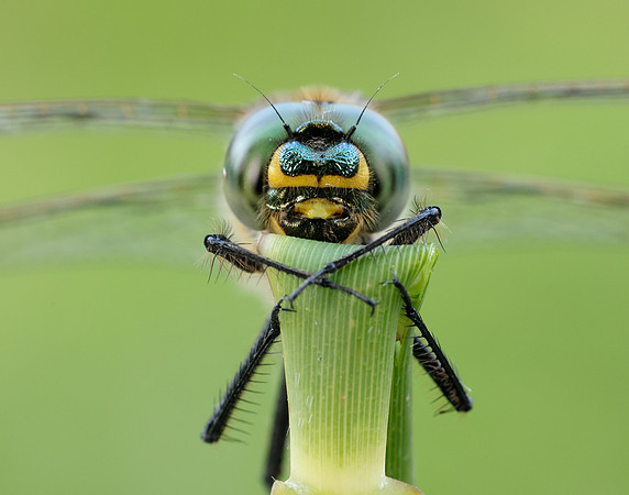 Brilliant Emerald Somatochlora metallica
