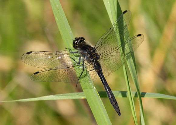 Black Darter Sympetrum danae