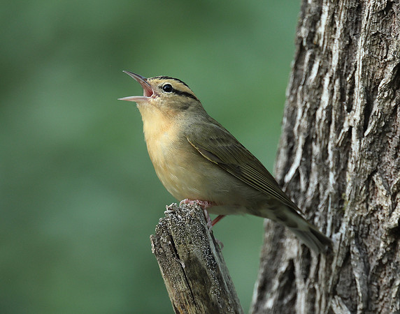 Worm-eating Warbler Helmitheros vermivorum