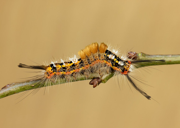 72.018 BF2025 Scarce Vapourer Orgyia recens