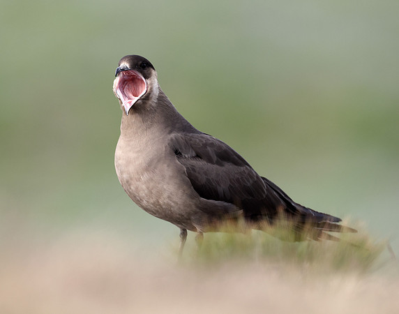 Arctic Skua Stercorarius parasiticus