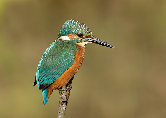 Kingfisher Alcedo atthis