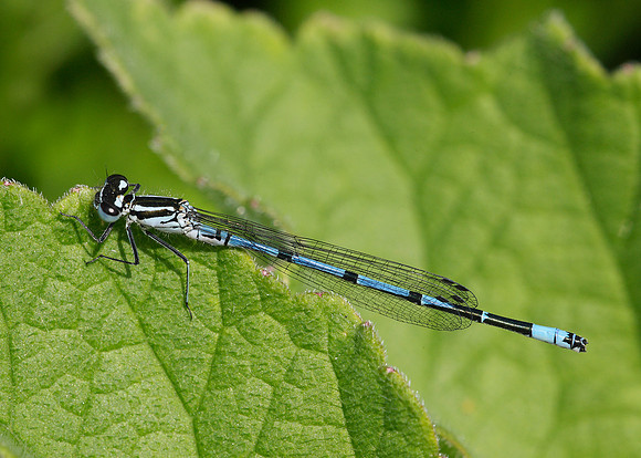 Azure Damselfly Coenagrion puella