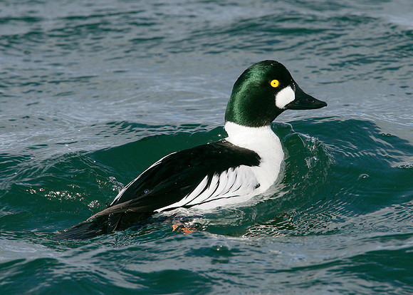 Goldeneye Bucephala clangula