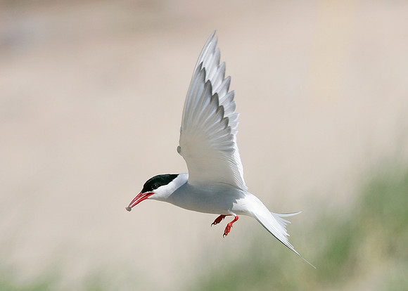 Arctic Tern Sterna paradisaea