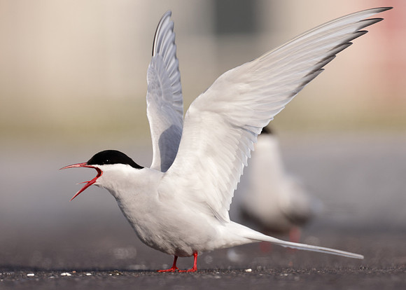 Arctic Tern Sterna paradisaea