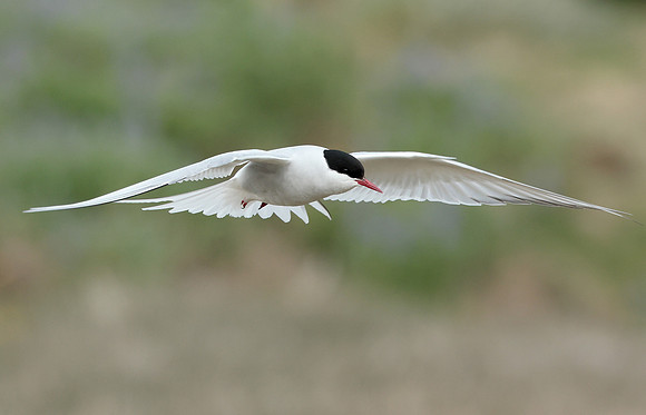 Arctic Tern Sterna paradisaea