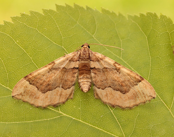 70.069 BF1749 Dark Spinach Pelurga comitata