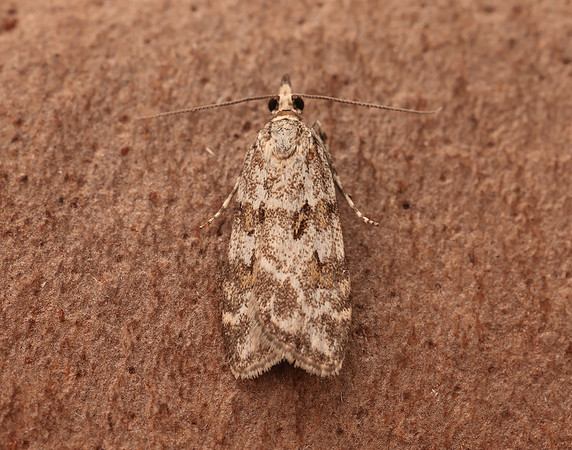 63.066 BF1333 Scoparia pyralella