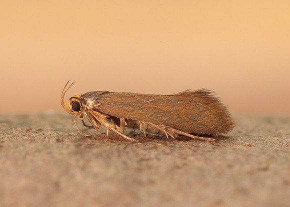 28.014 BF642 Crassa unitella