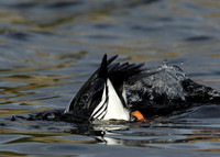 Goldeneye Bucephala clangula