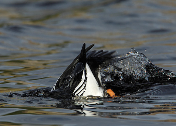Goldeneye Bucephala clangula