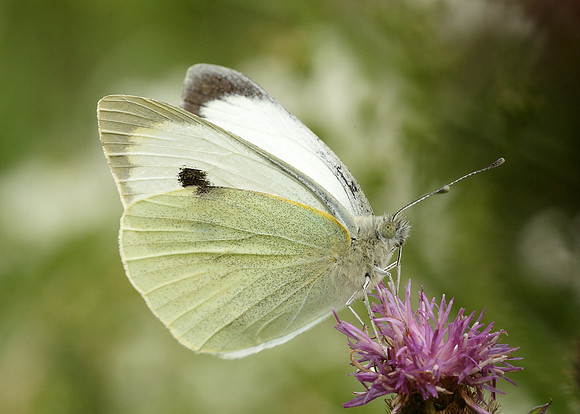 Large White Pieris brassicae