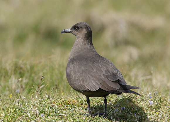 Arctic Skua Stercorarius parasiticus