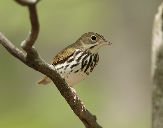 Ovenbird Seiurus aurocapilla
