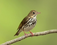 Ovenbird Seiurus aurocapilla