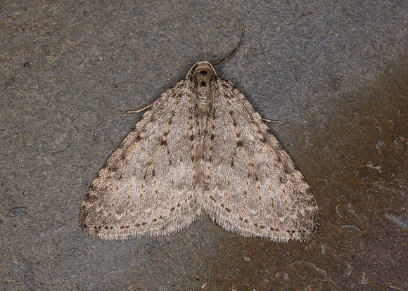 70.101 BF1775 Mottled Grey Colostygia multistrigaria